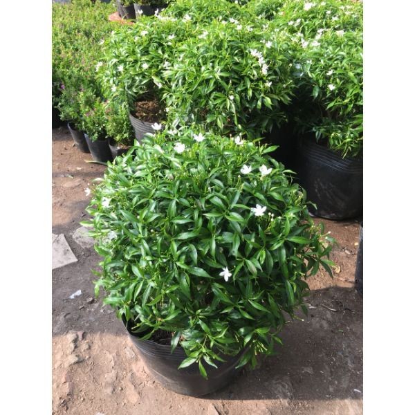 [Chuẩn Giống F1] BẦU CÂY GIỐNG MAI VẠN PHÚC( CÂY MAI TIỂU THƯ)