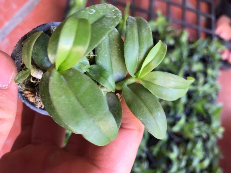 Phi điệp 5ct hiển oanh hàng giống