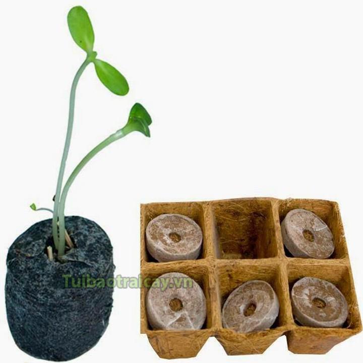20 viên nén xơ dừa ươm hạt