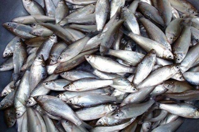 Can 5 lít chế phẩm ủ phân cá, bã đậu nành EM Fishem-1