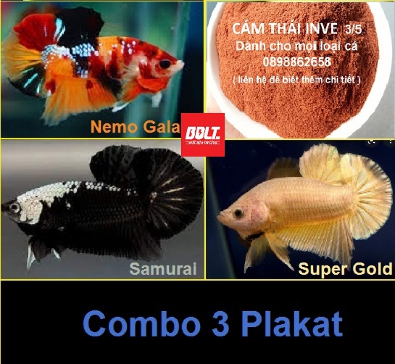 COmbo cám 10gr  cho 3 Plakat ( Nemo - Samurai - Sp Gold ) - Bolt Unicolour Betta