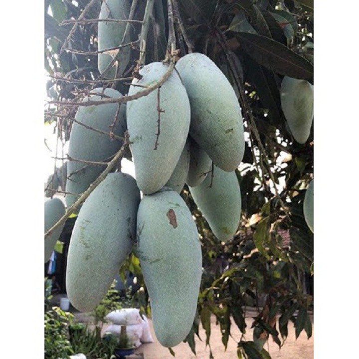 Cây giống xoài thái siêu quả- cam kêt giống chuẩn f1