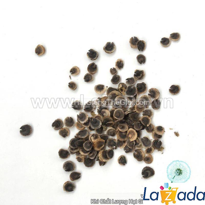 1Gr 100.HAT Hạt Giống Hoa Mãn Đình Hồng Đen (KD| -KD: B18*V34*M211)