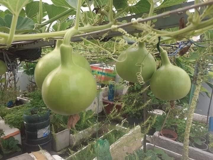 Hạt giống Bầu Hồ Lô ( sai quả, dễ trồng )