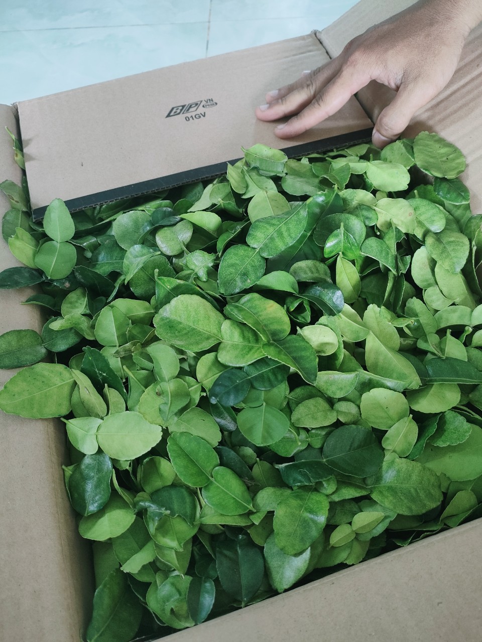 Combo 2kg lá chúc giá 300k. Lá tươi.