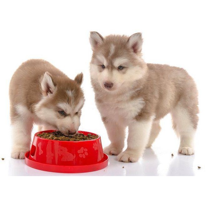 [400g] Hạt Classic Pets Cho Chó Con - Vị Sữa