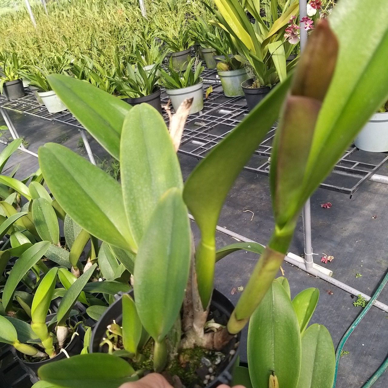 HOA TẾT- CATTLEYA NỤ HLA TẾT