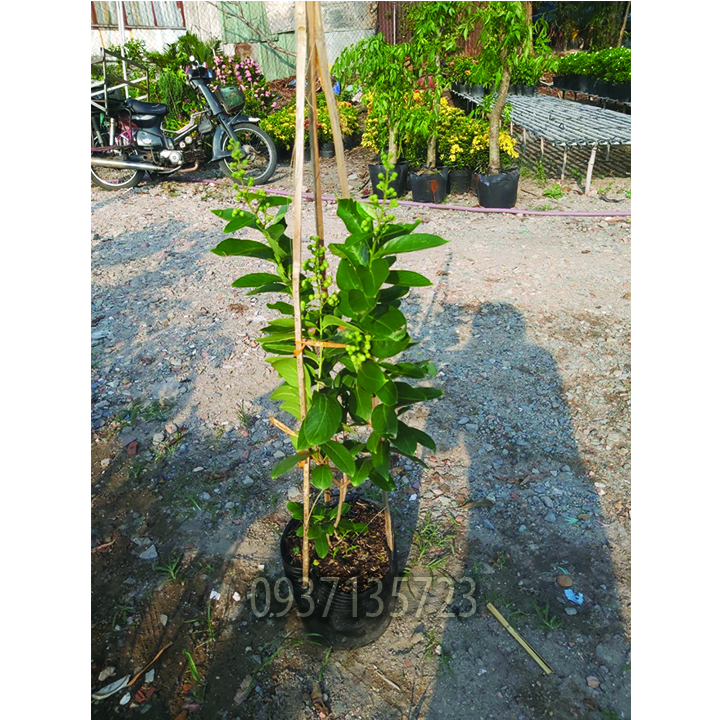 [HCM]cây bằng lăng tím cao từ 40-60 cm