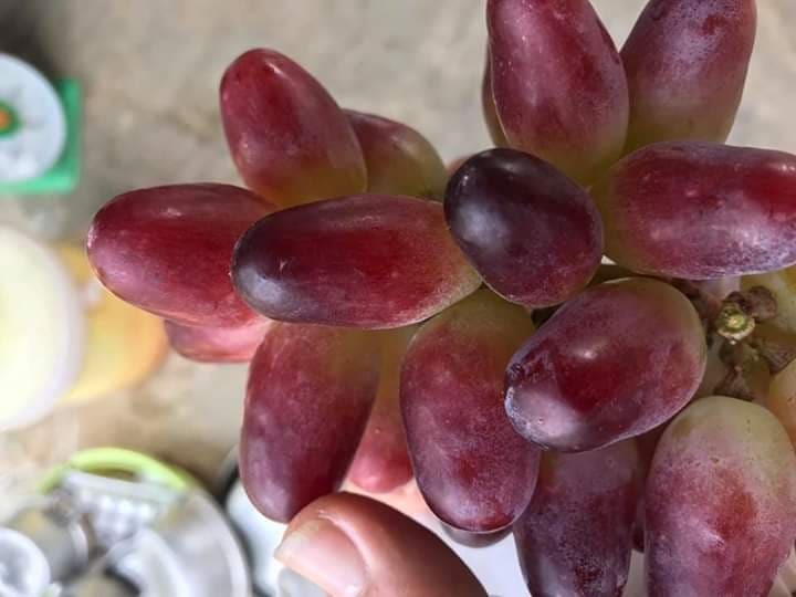 Cây giống nho móng tay