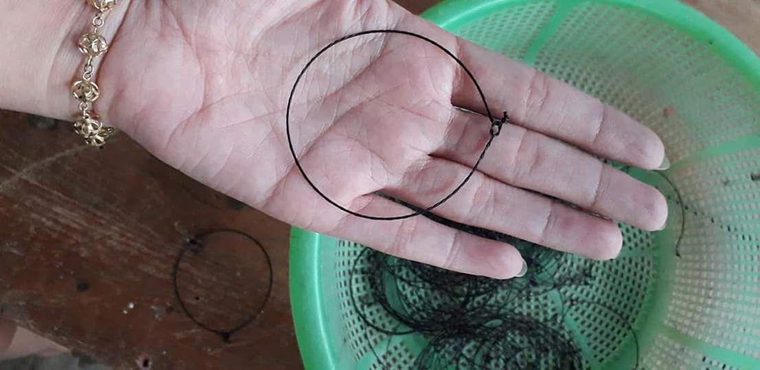 thòng bẫy chim chào mào,chòe,mi ,khướu