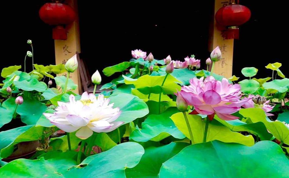 Hạt giống Hoa Sen Cung Đình mix màu (Gói 12 hạt)