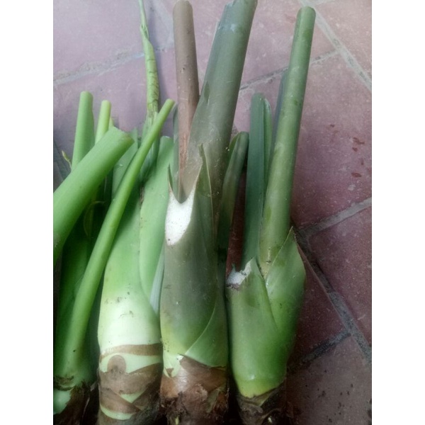 Củ ráy voi làm cảnh ,làm dược liệu