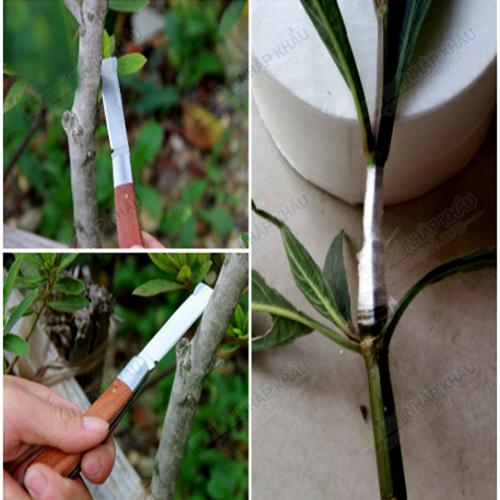 Băng ghép cành tự hủy bản 3 cm