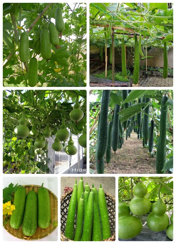 Combo 5 gói hạt giống ăn trái bầu bí đủ loại – Tặng 1 phân bón