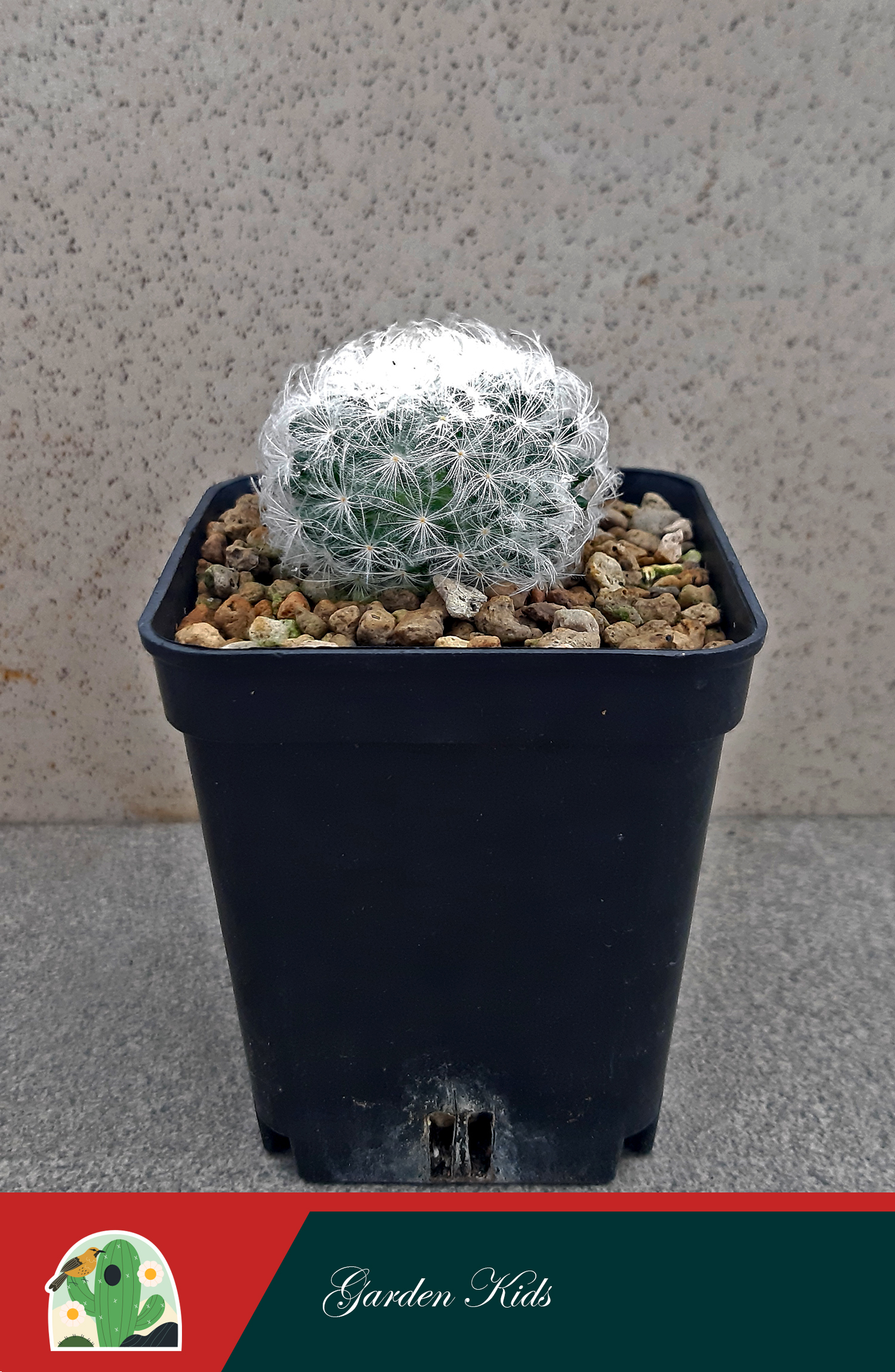 Xương rồng bông gòn trắng (Mammillaria Plumosa)