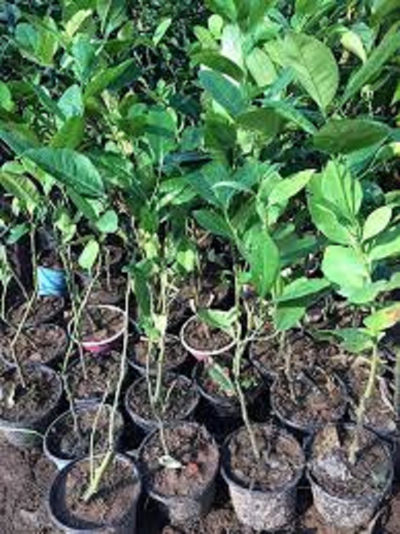 Cây giống chanh vàng mỹ