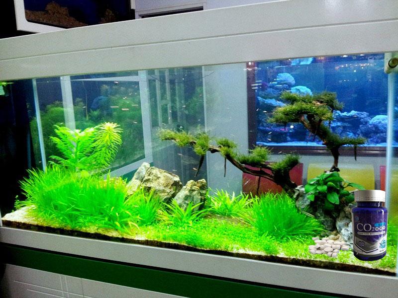 CO2 Dạng Viên Sủi Cho Bể Thủy Sinh (Hộp 60 Viên Nén)