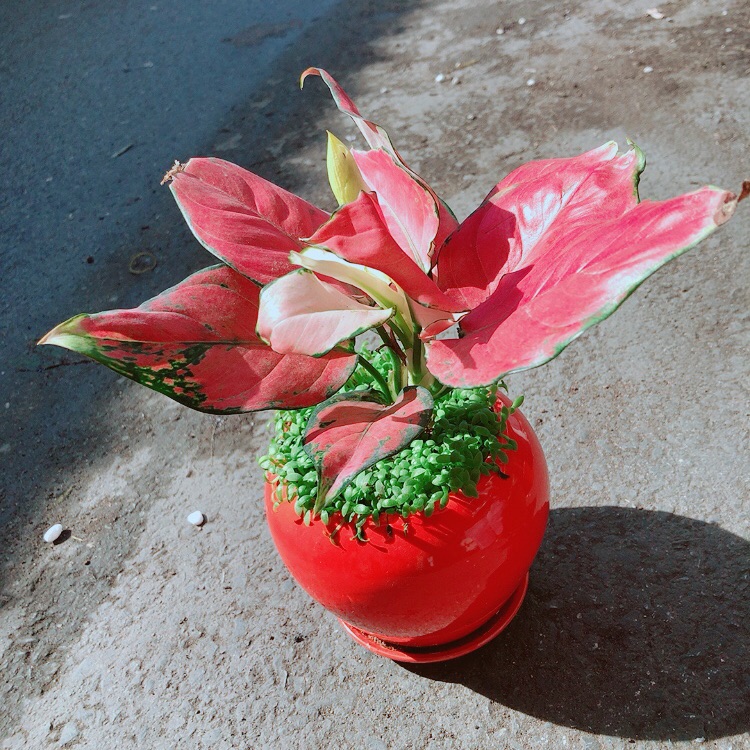 Chậu vạn lộc