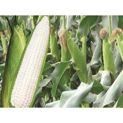 Hat Giống Ngô Nếp 60 Hạt