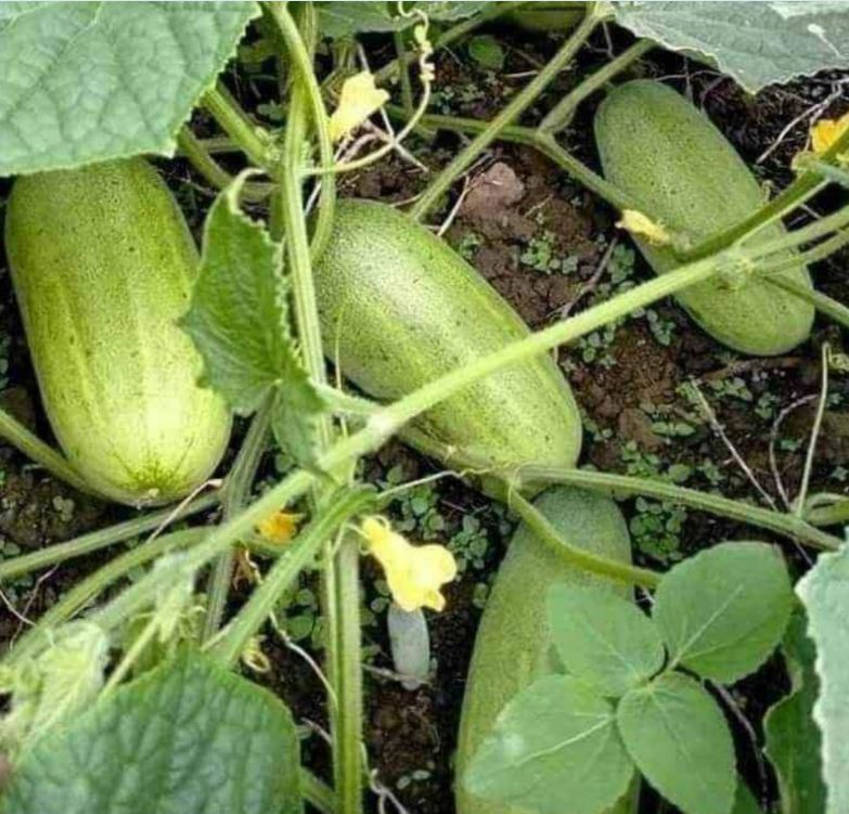 Thai Cat Cucumber Seeds - 20 Seeds - Sprout Evenly