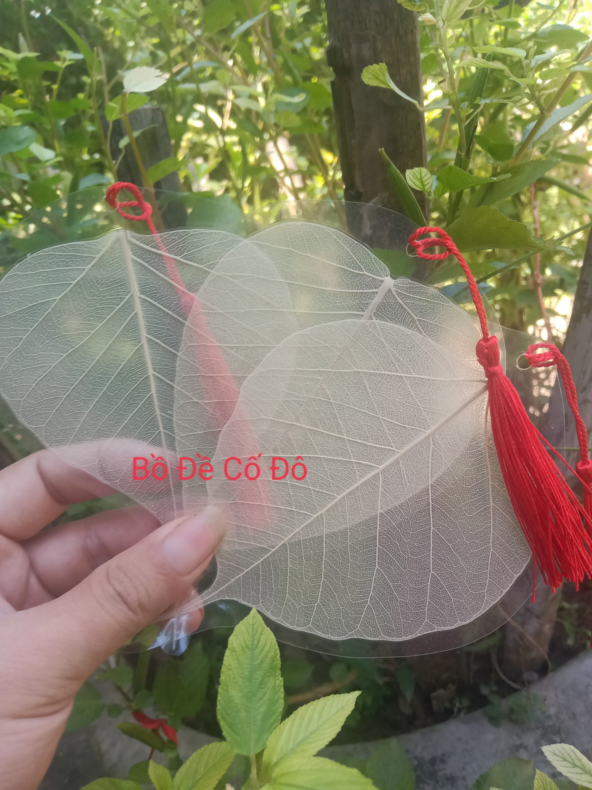 Lá bồ đề ép sẵn để viết thư pháp size 8-9-10cm lá trắng