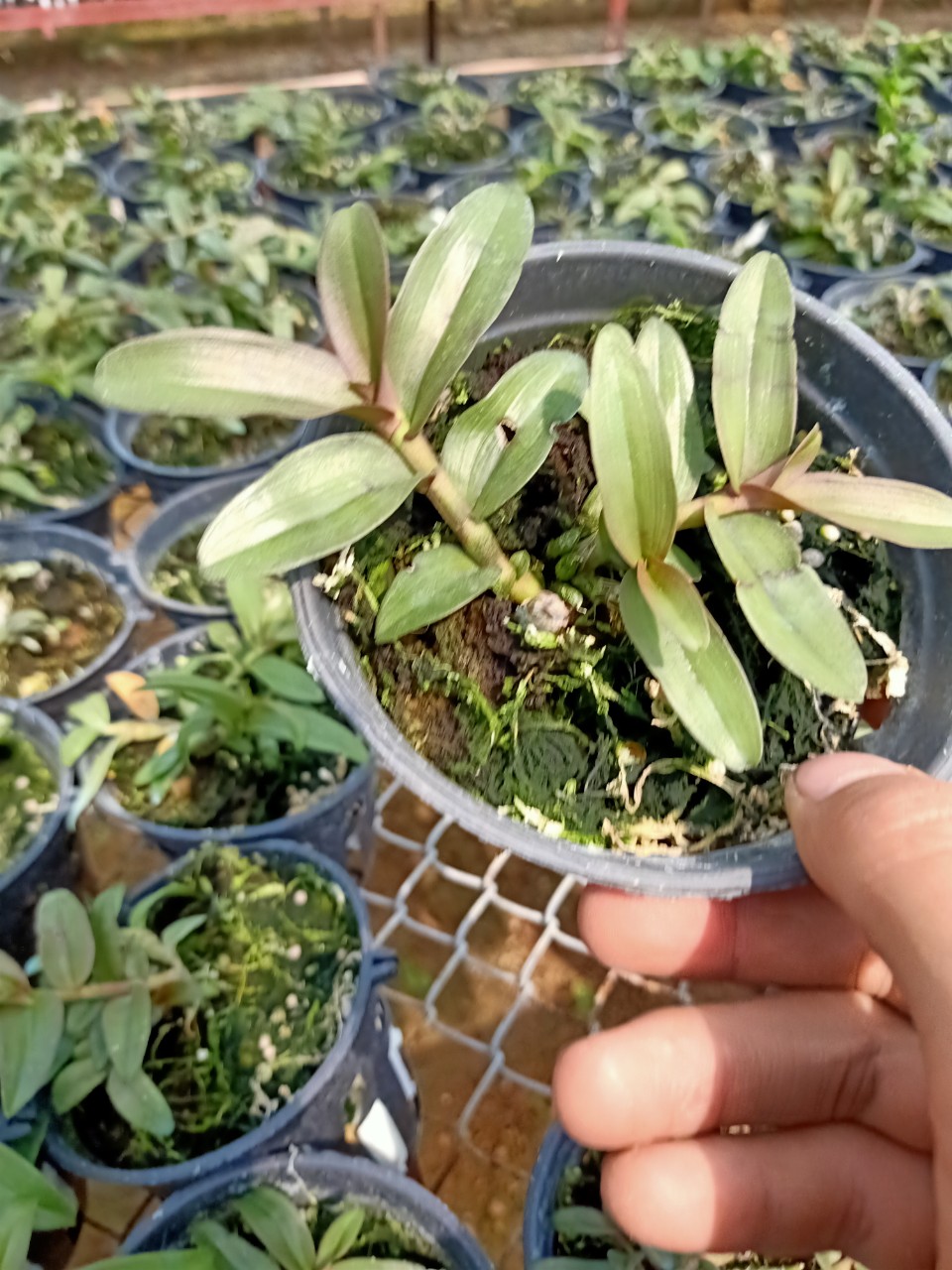 Phi Điệp Hồng Bích Quyết CÂY RA CHAI NĂM HAI