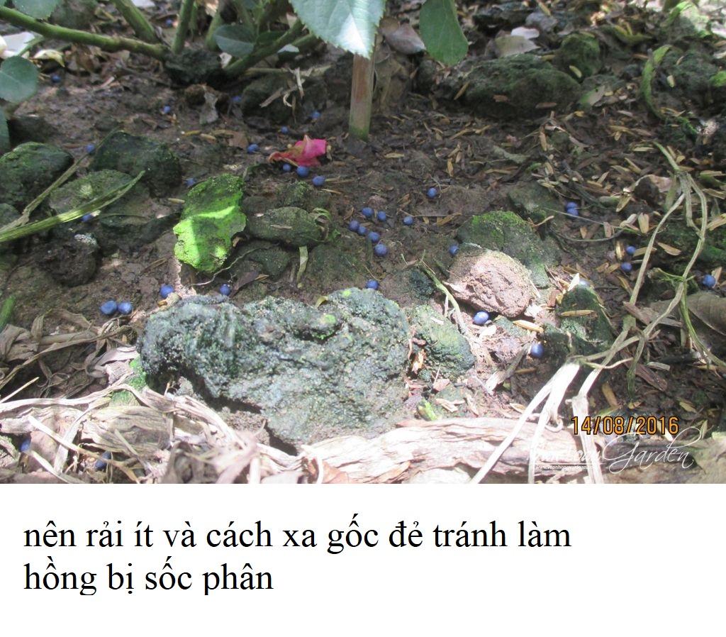 Phân bón cao cấp NK NovaTec Premium 1kg