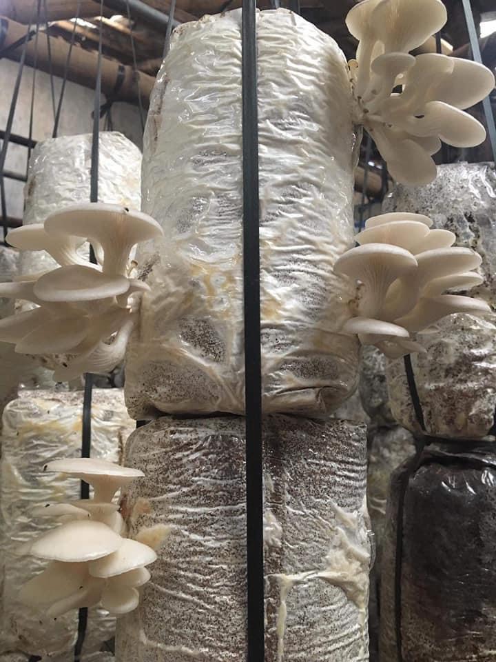 Phôi nấm Sò thái (1 kiện 5 bịch)