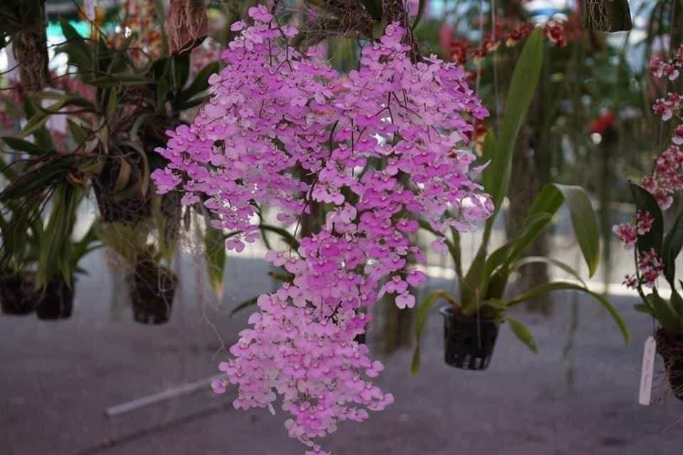 Hoa lan Vũ nữ peru size cây giống