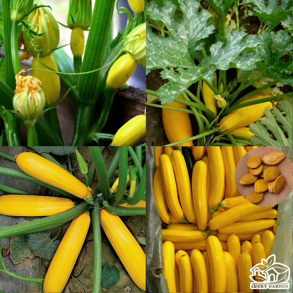 "Gói 20 Hạt " Hạt giống bí ngòi vàng  quả dài F1