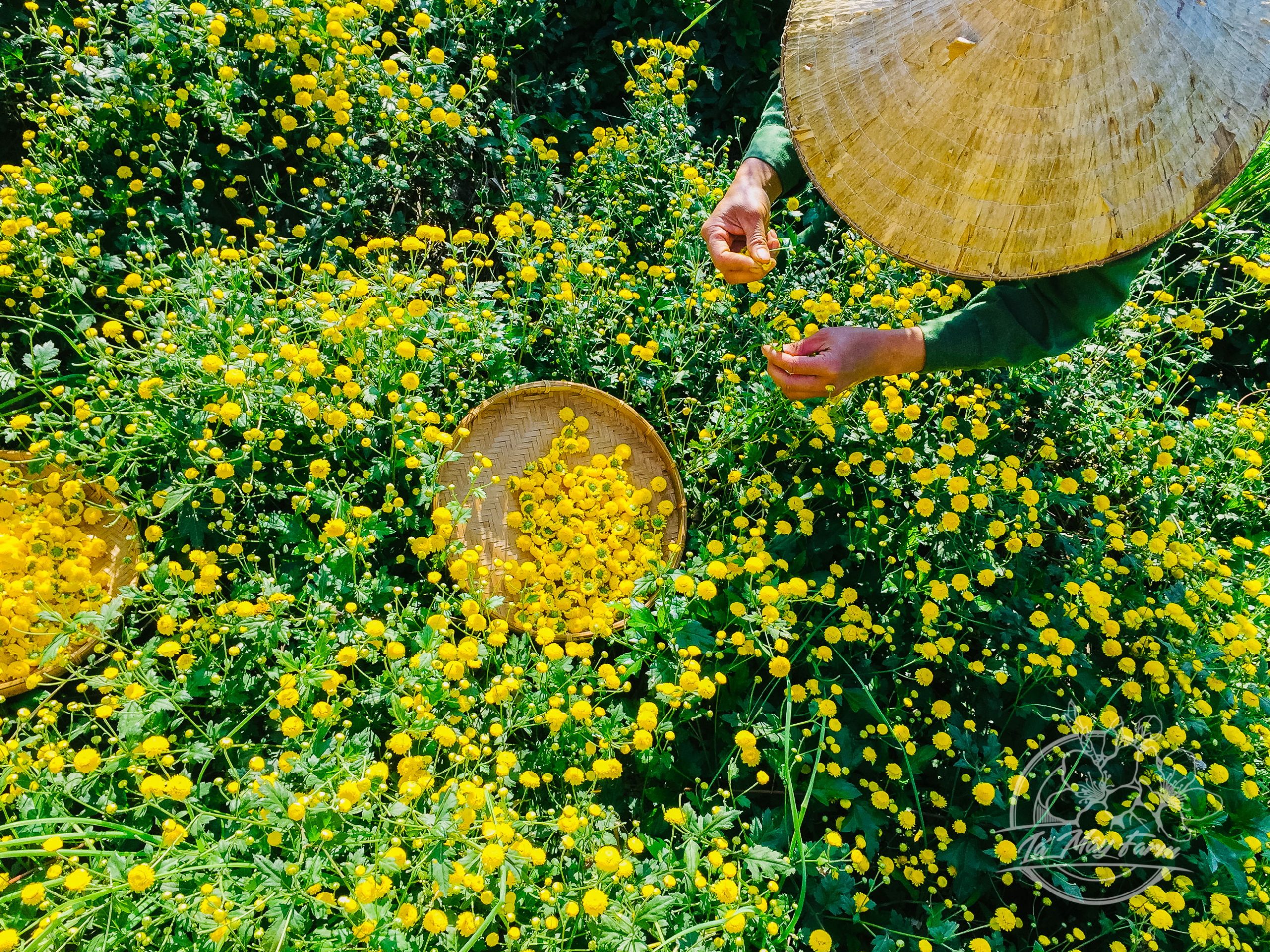 Chrysanthemum Tea (flower)