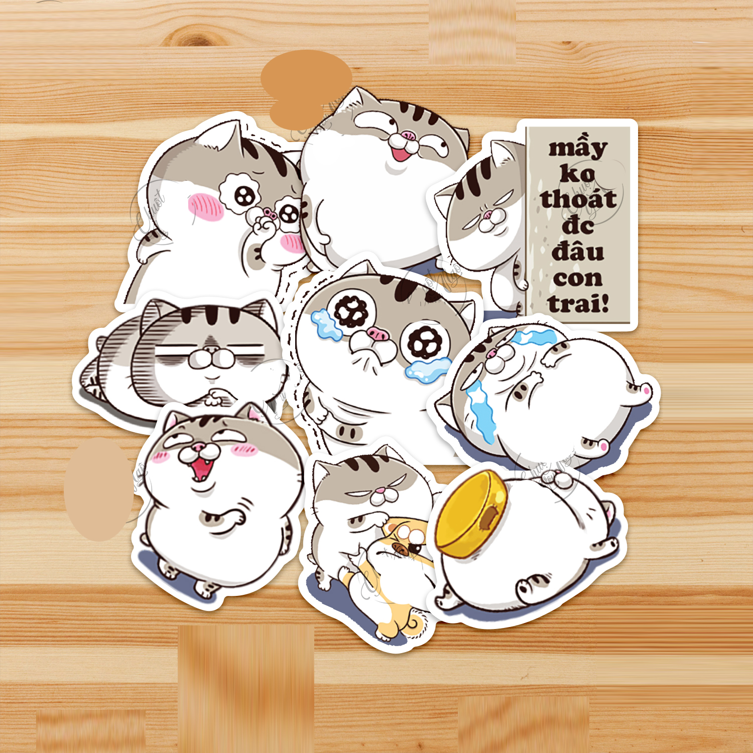 Set 30-80 Sticker Mèo Ami Mập Bụng Bự ảnh decal hình dán ép lụa