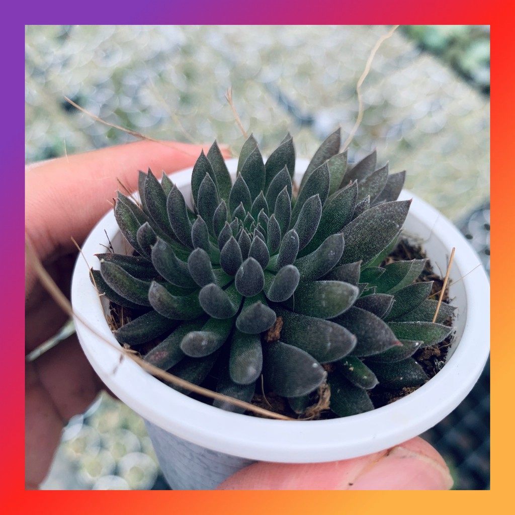 SEN ĐÁ NHÍM ĐEN SIZE BÉ SIÊU KHOẺ ĐẸP LỖI 1 ĐỔI 1