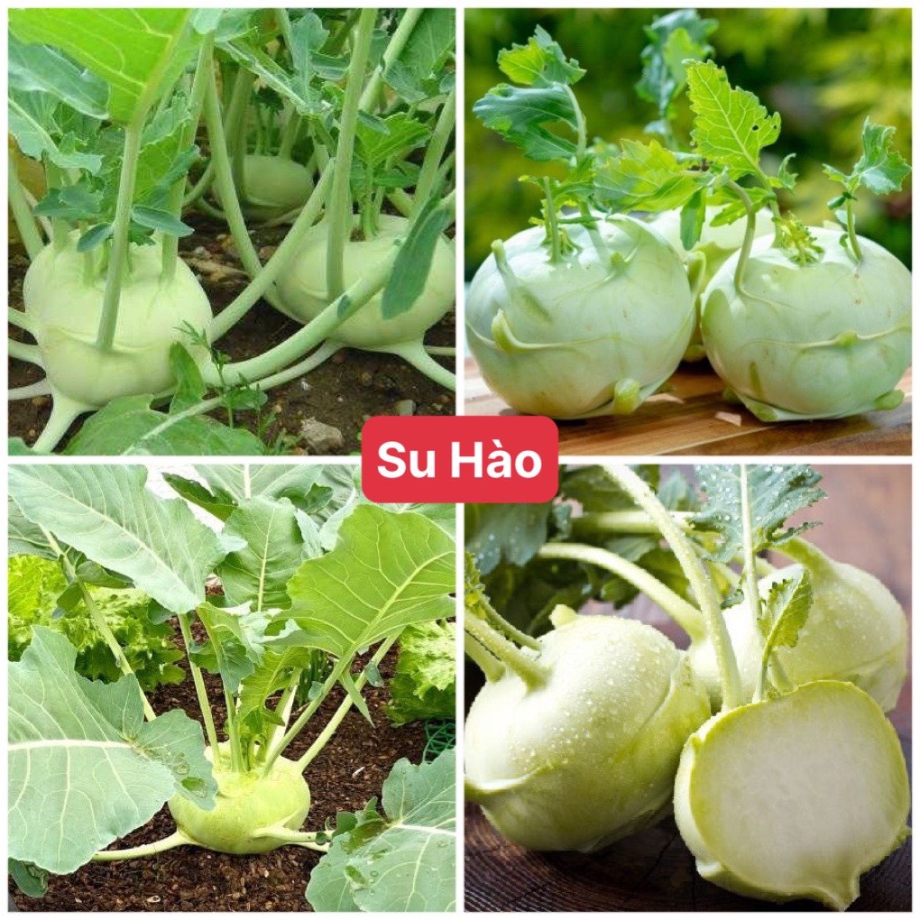 Hạt giống su hào f1 dễ trồng năng suất cao
