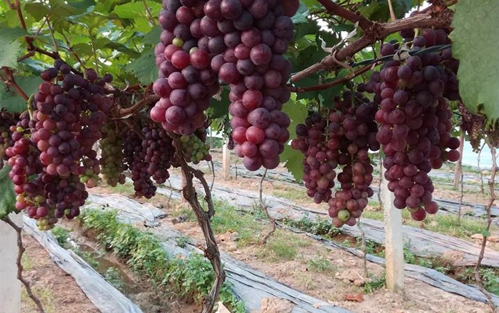 CÂY GIỐNG NHO HẠ ĐEN KHÔNG HẠT DK-01
