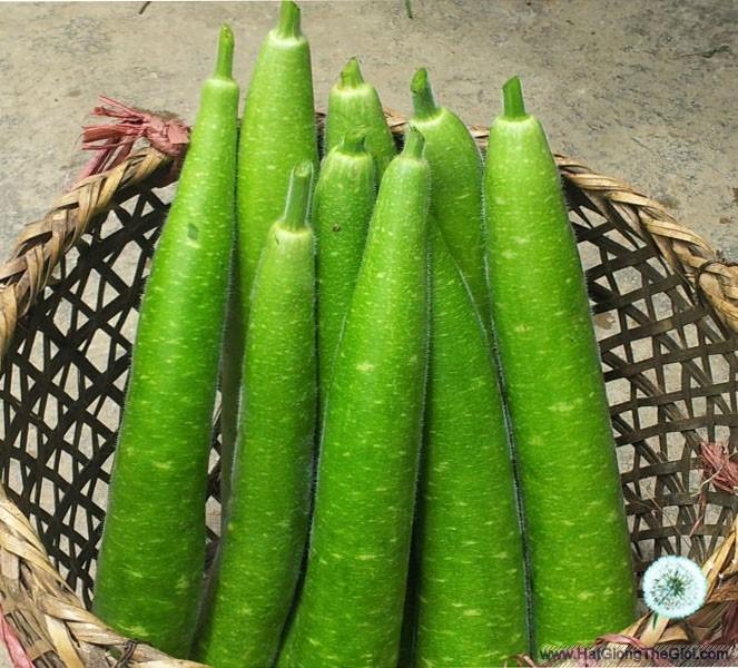 2Gr Hạt Giống Bầu Sao Trái Dài (A1.303| C52*W61*M132)