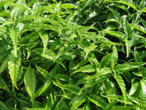 20 cây hoàn ngọc
