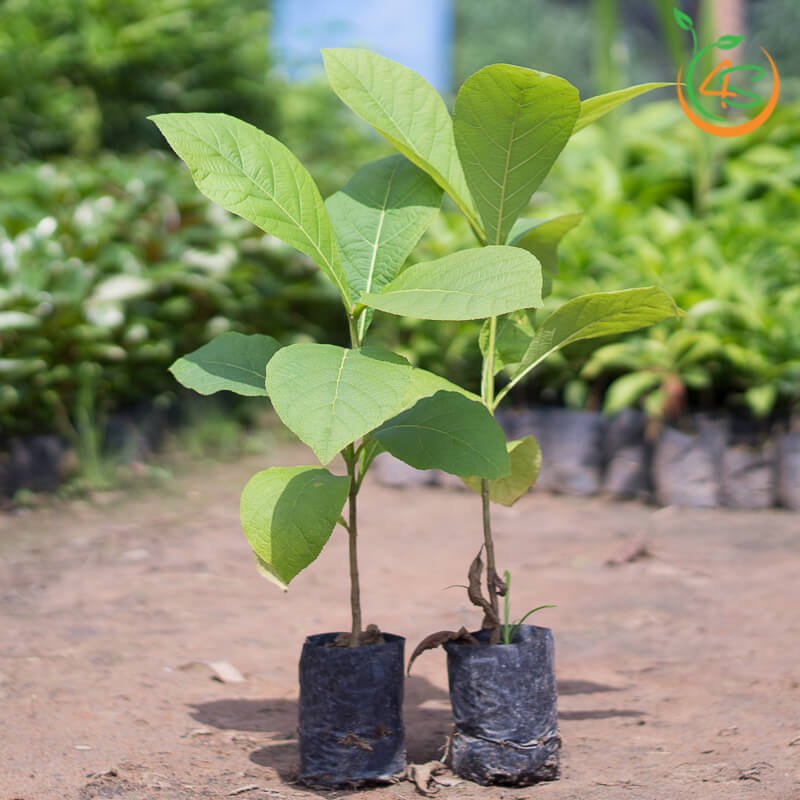 Cây giống gia tỵ [ trồng lấy gỗ ]. [ tên khác: cây tếch ] [ cây dễ trồng. sinh trưởng tốt ]