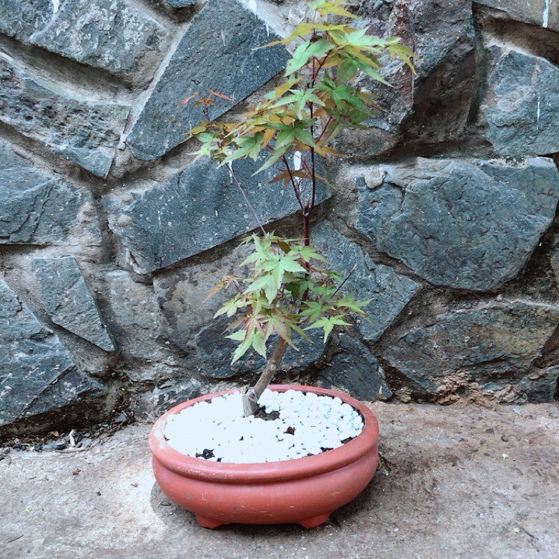 Chậu Phong Lá Đỏ Bonsai (chậu gốm)