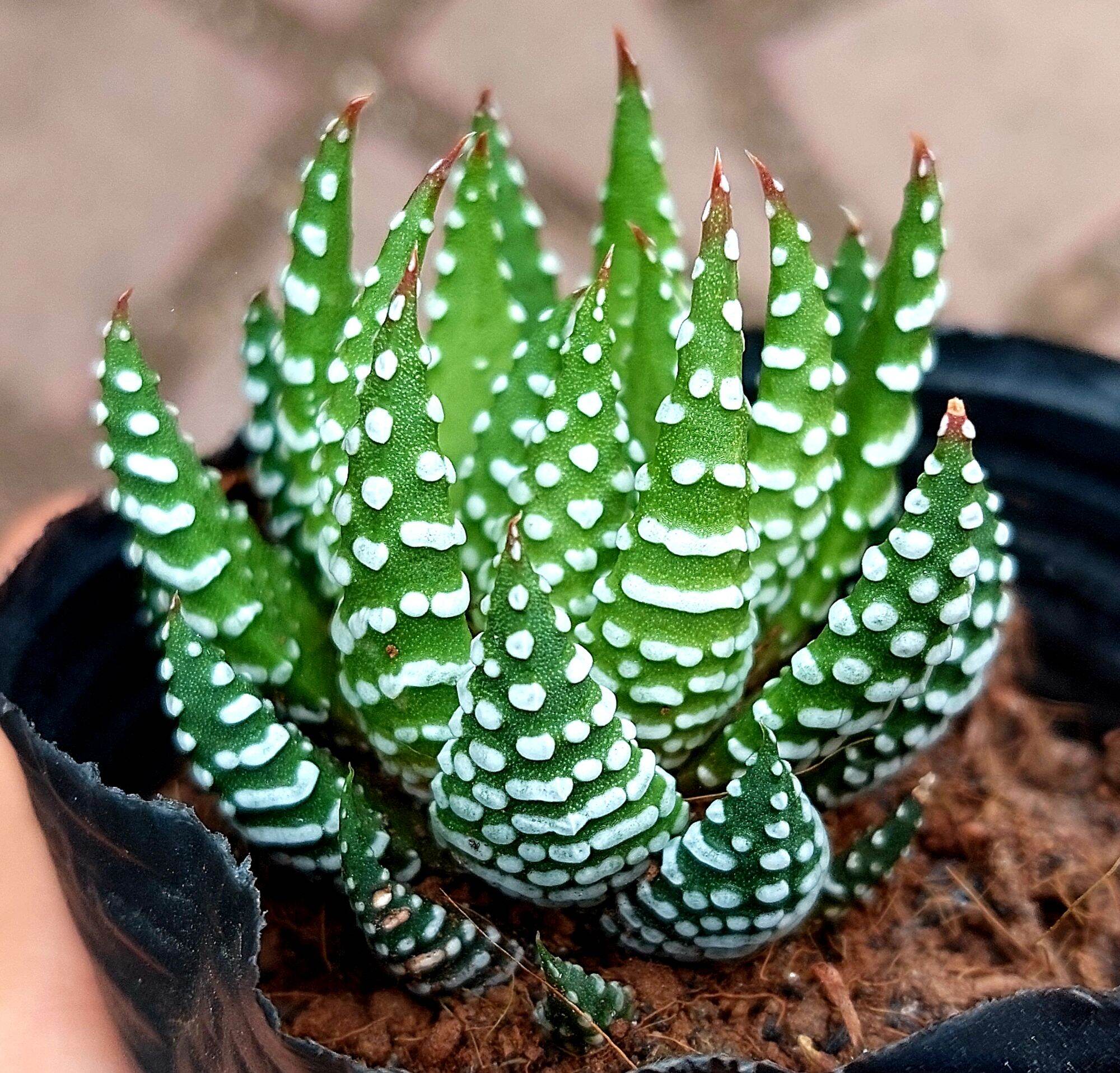 Sen đá MÓNG. RỒNG size bầu