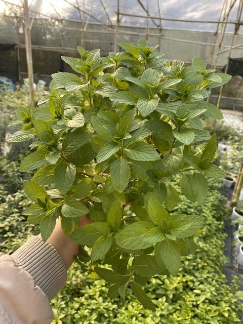 BẠC HÀ PEPPERMINT BỤI LỚN