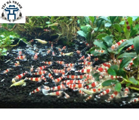 [Hoàn Tiền 10%] Thức Ăn Vi Sinh cho Tép Cảnh Bee Grows Túi Lẻ 5Gr