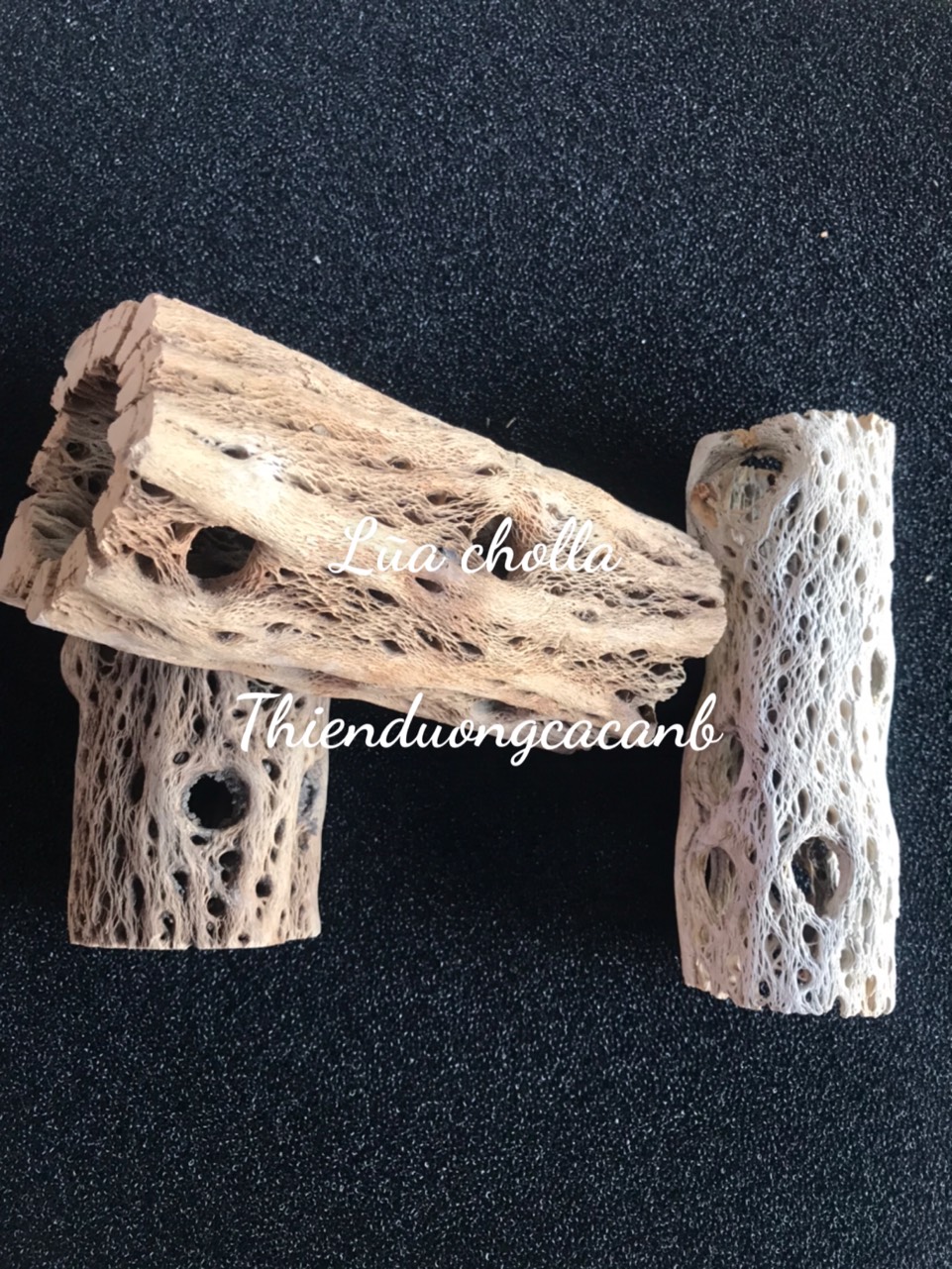 Lũa cholla cho cá cảnh và tép cảnh,đồ chơi cho tép,đồ trang trí lũa cholla
