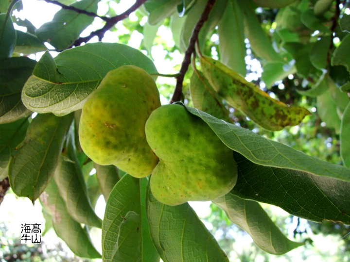CÂY CHAY đỏ GIỐNG