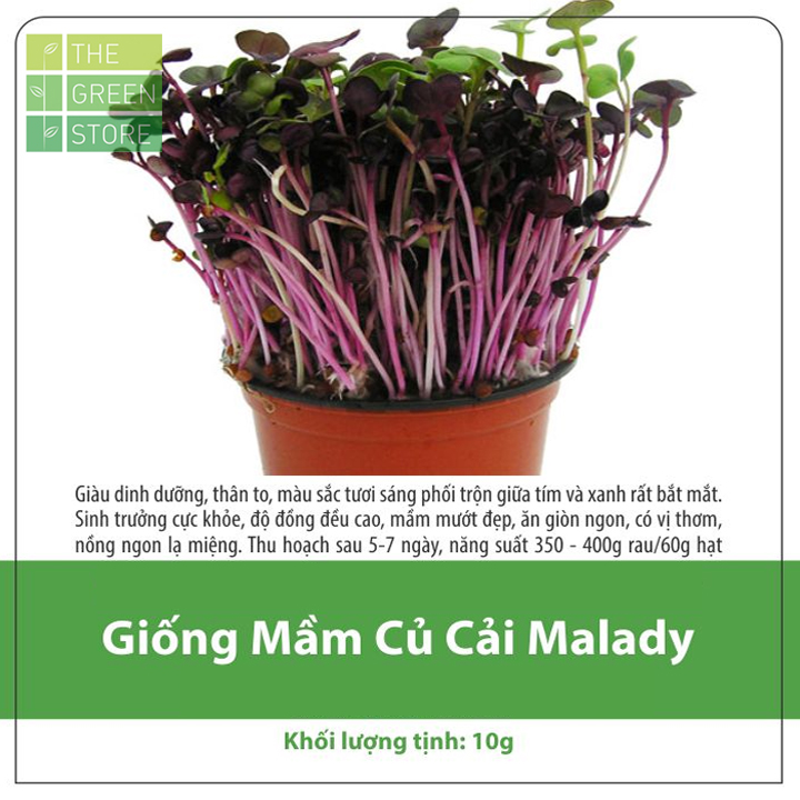 Hạt giống rau mầm củ cải tím Malady 10g