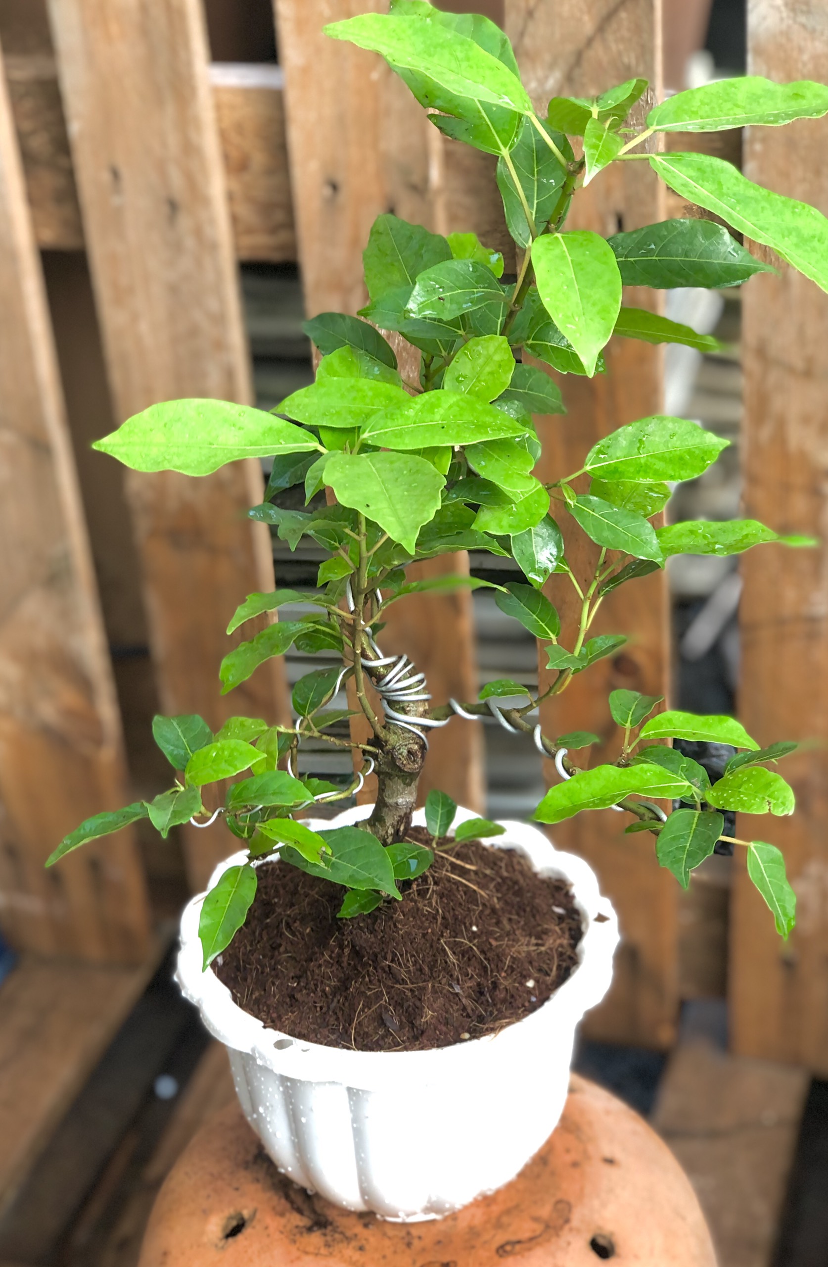 Chậu Bonsai cây sung trái xanh