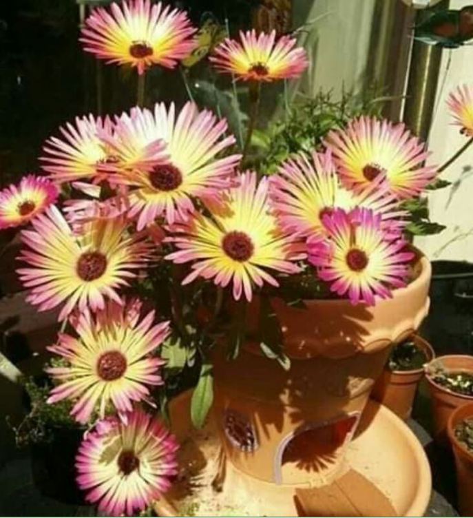 10H African Mix Flower Seeds - Pack of 20 Seeds