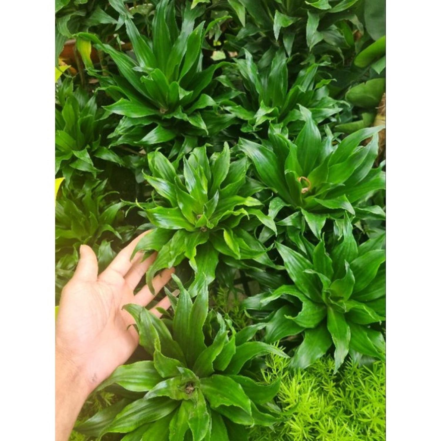 Cây phát tài Nhật - phát tài búp sen