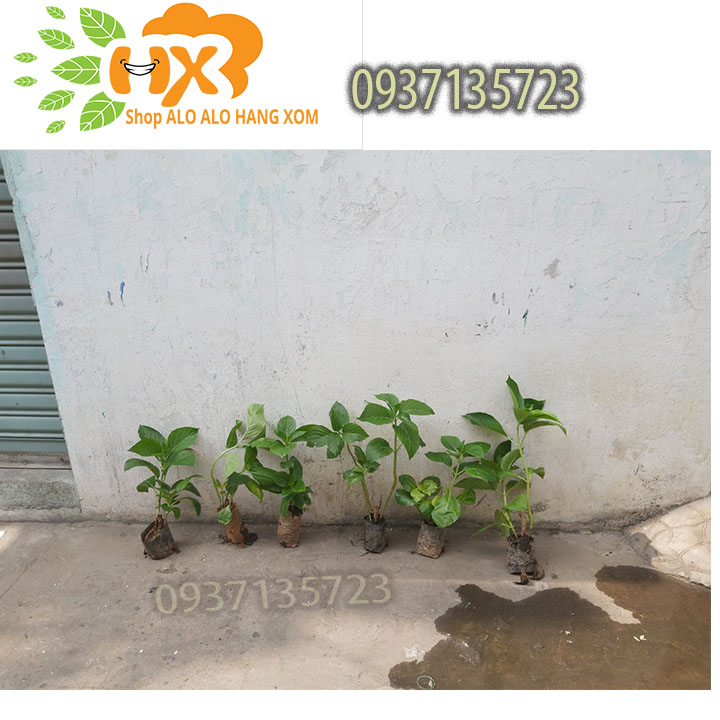 [HCM]combo 5 cây cẩm tú cầu cây giống