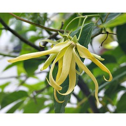 Cây hoa dẻ ( hoàng lan ) cây trưởng thành - Gửi cây như H2